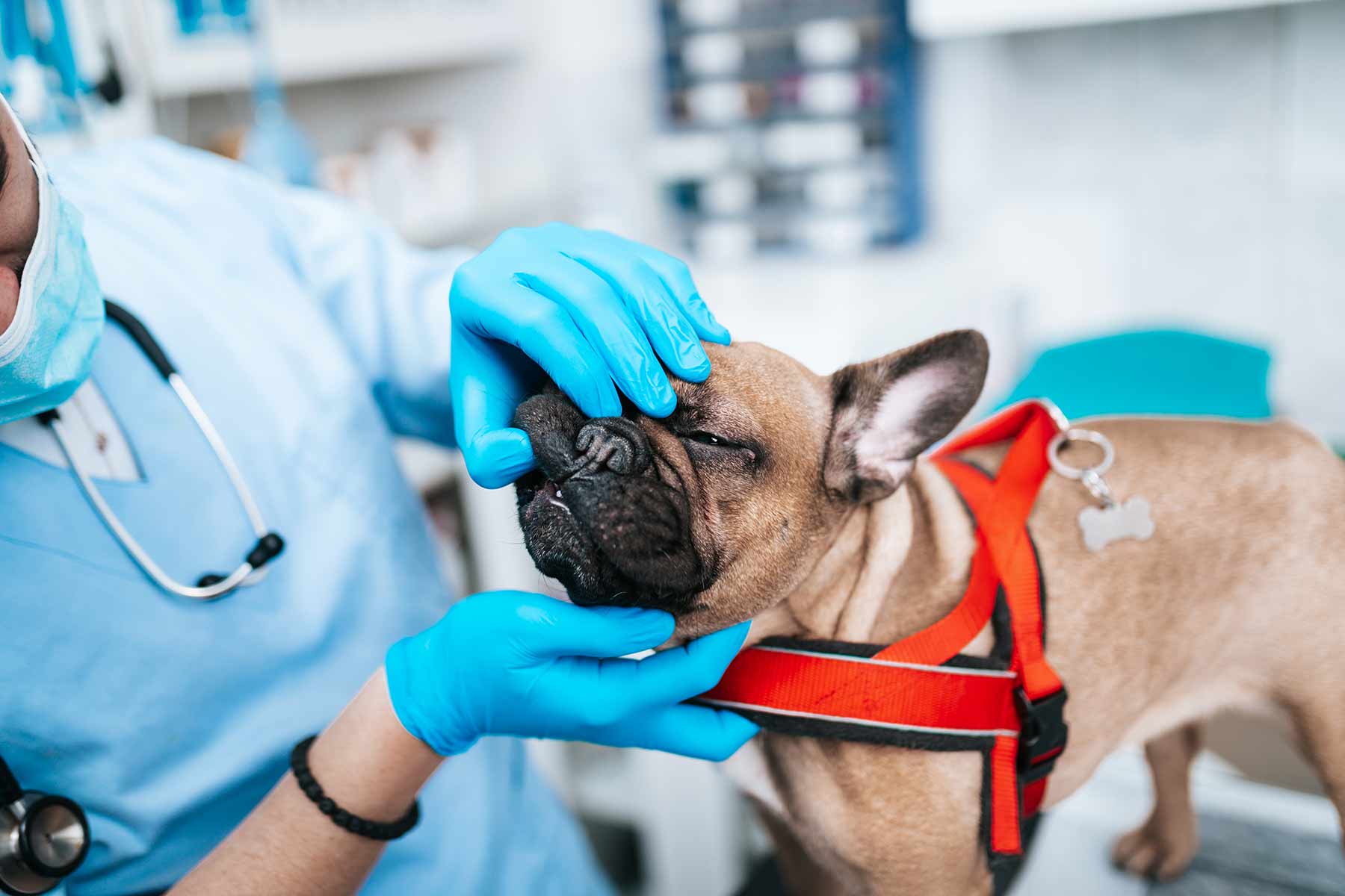 A veterinarian examining a French Bulldog during checkup related to BOAS condition