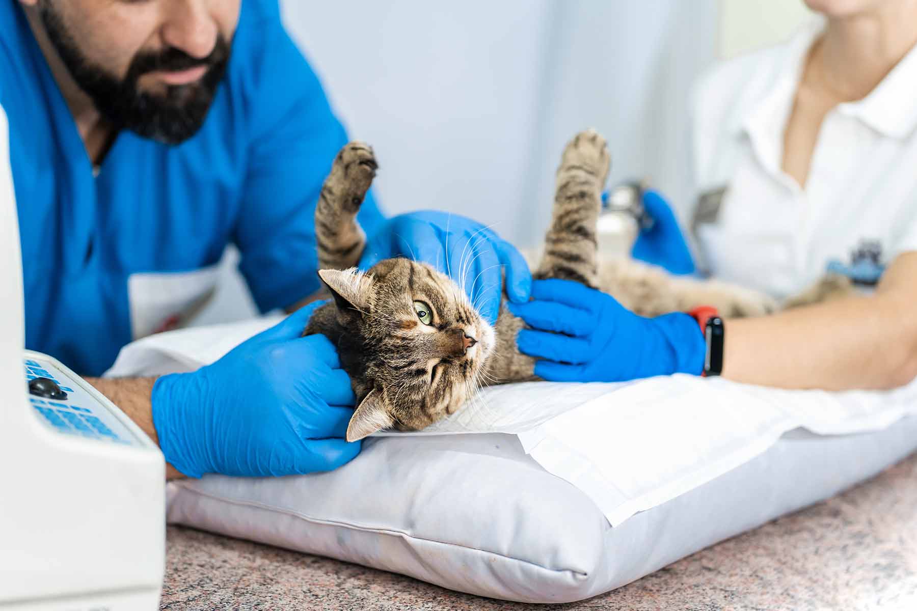 Veterinarians holding a cat in preparation for an anus gland abscess treatment Veterinarians holding a cat in preparation for an anus gland abscess treatment