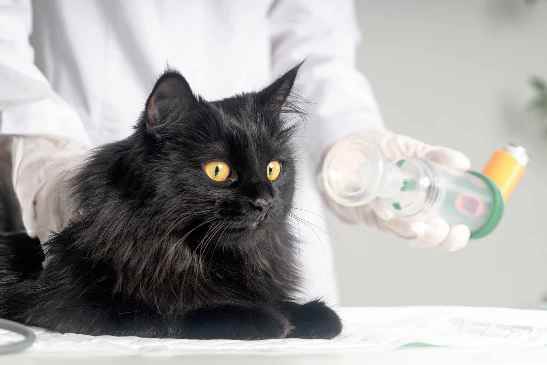 A veterinarian using an inhaler to treat a cat for asthma in a clinic