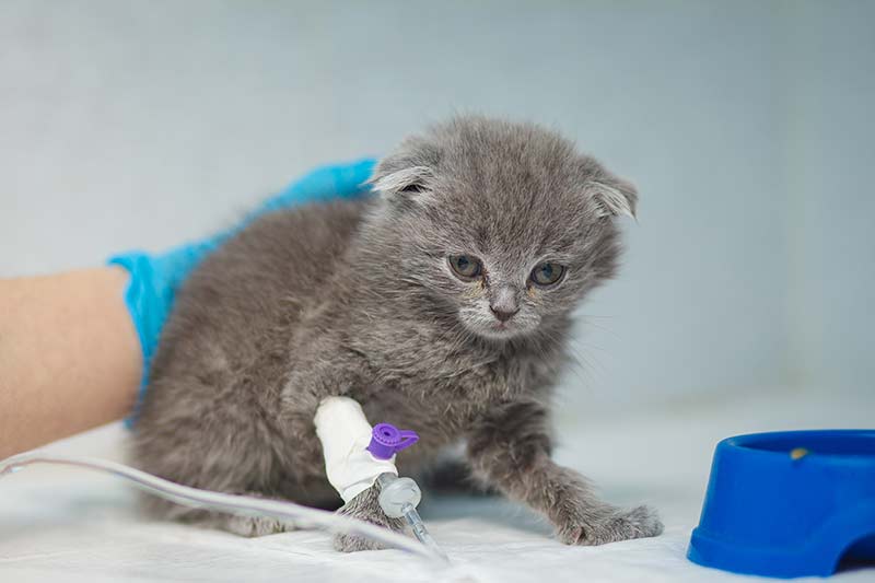 Cat blood transfusion cost