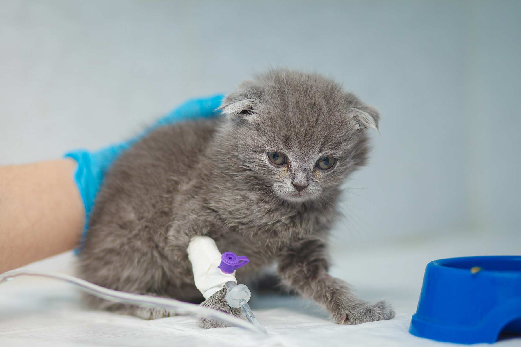 A Russian Blue kitten receiving a blood transfusion at a veterinary clinic