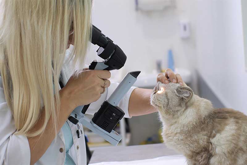Cat cataract surgery cost