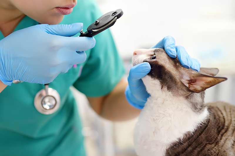 Cat eye removal surgery cost