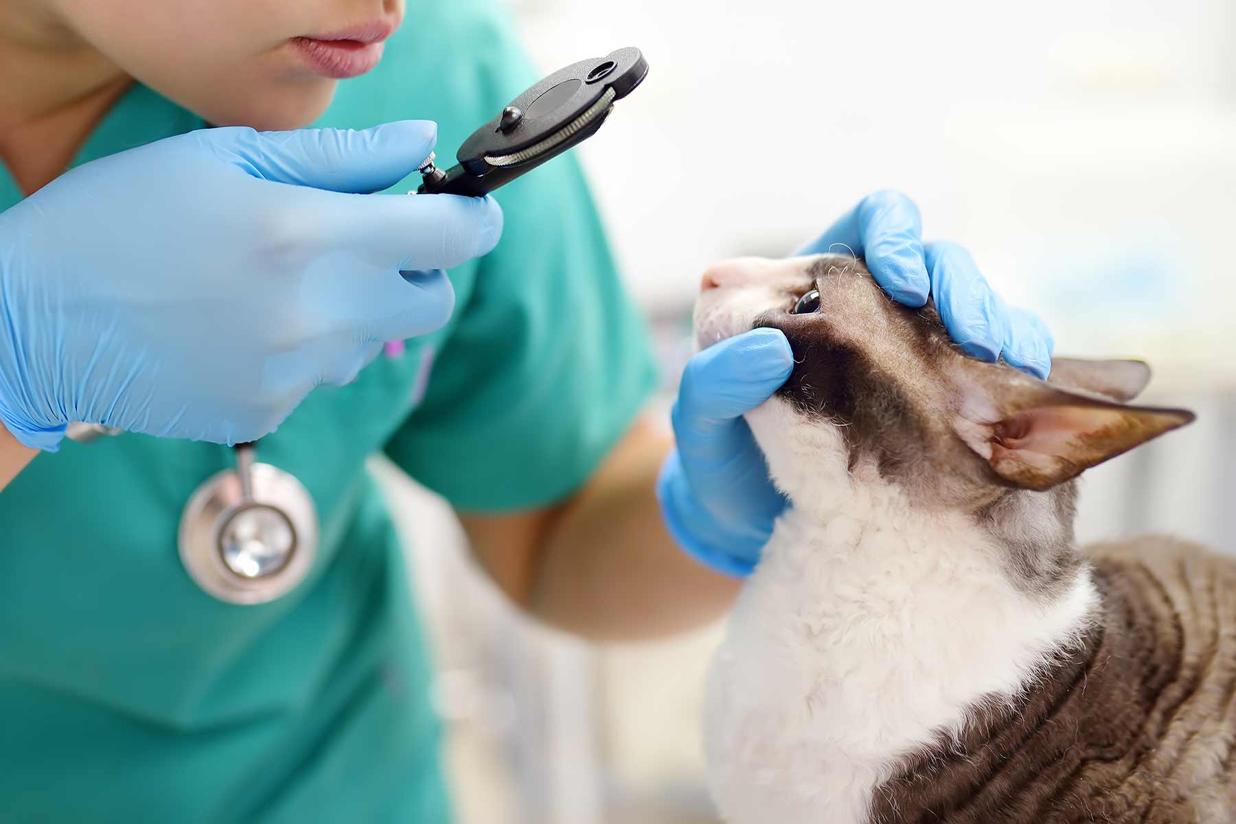 Veterinarian examining the eyes of a cat ahead of eye removal surgery Veterinarian examining the eyes of a cat ahead of eye removal surgery