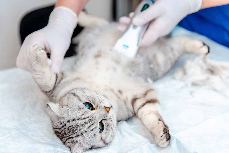 Cat hernia surgery cost