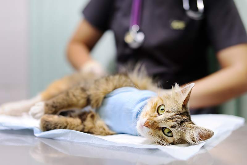 Cat surgery cost