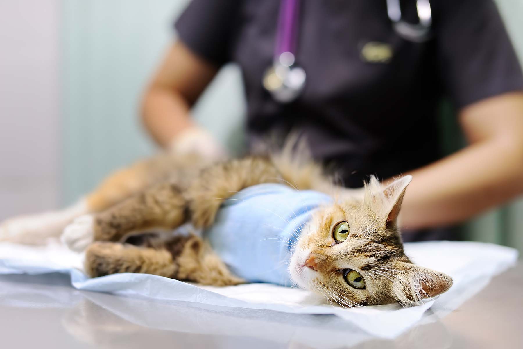 A veterinarian caring for a cat with bandages after surgery A veterinarian caring for a cat with bandages after surgery