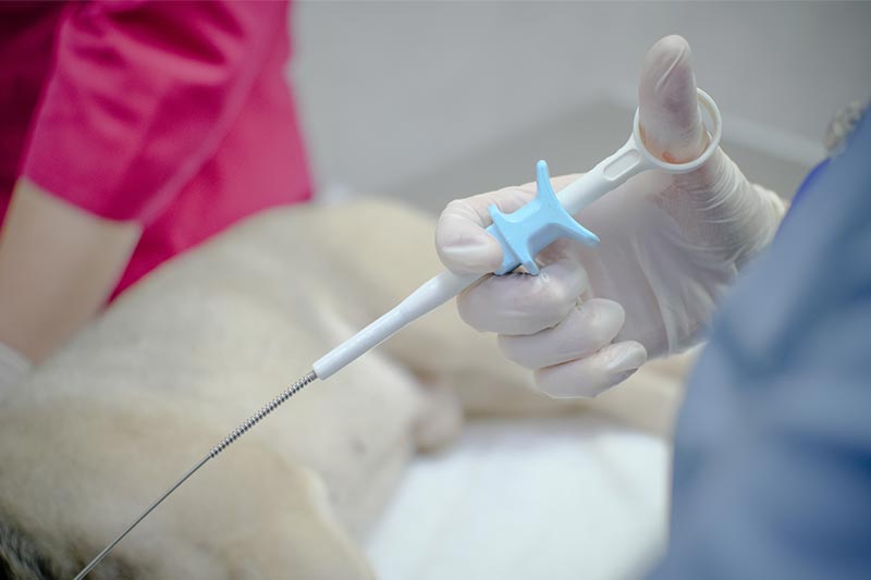 Dog biopsy cost