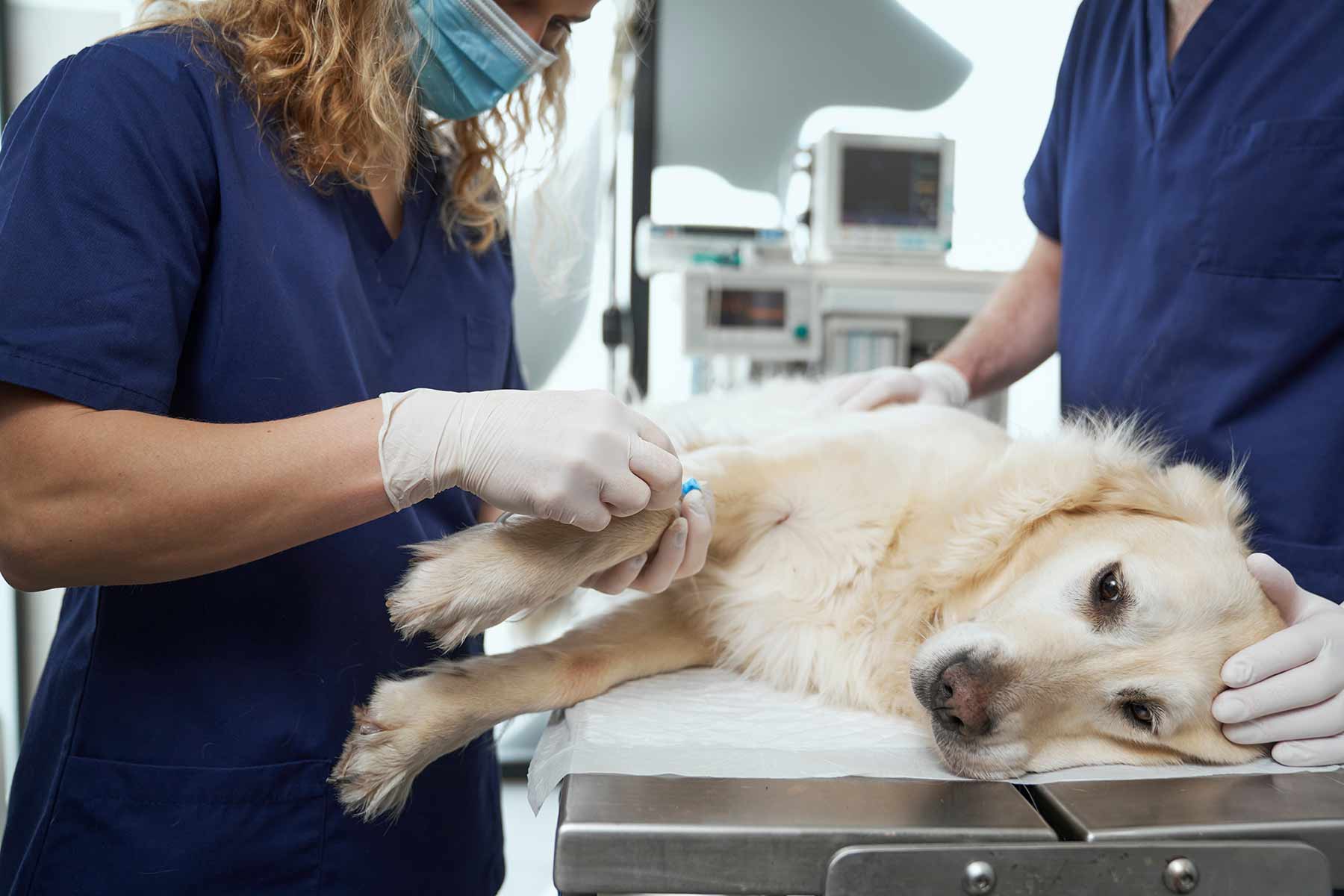 A veterinarian performing a blood transfusion on a golden retriever in a clinic