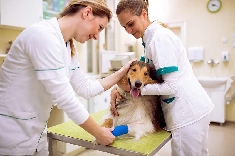 Dog broken leg surgery cost