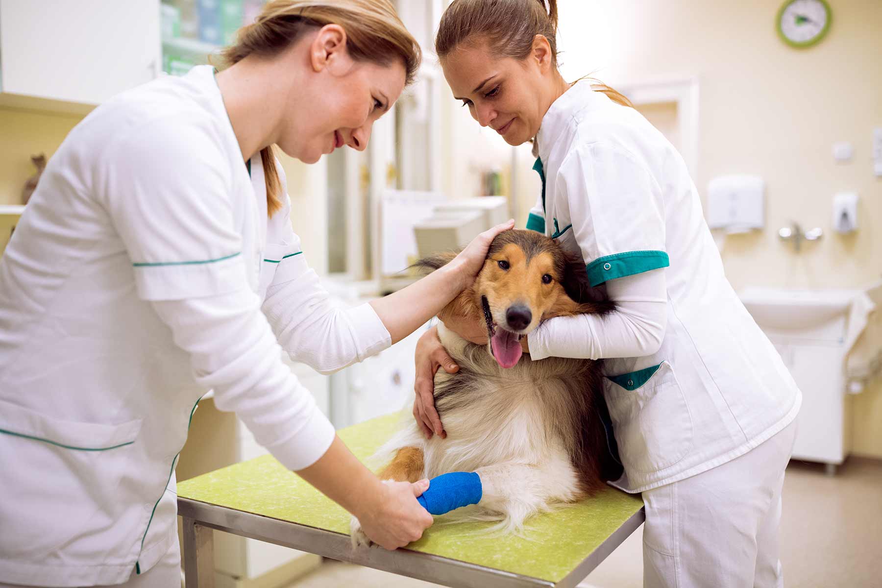 Veterinarians treating a dog with a leg fracture at a clinic Veterinarians treating a dog with a leg fracture at a clinic