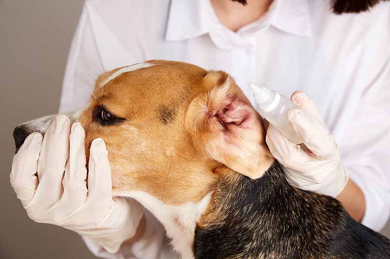 Dog ear infection cost