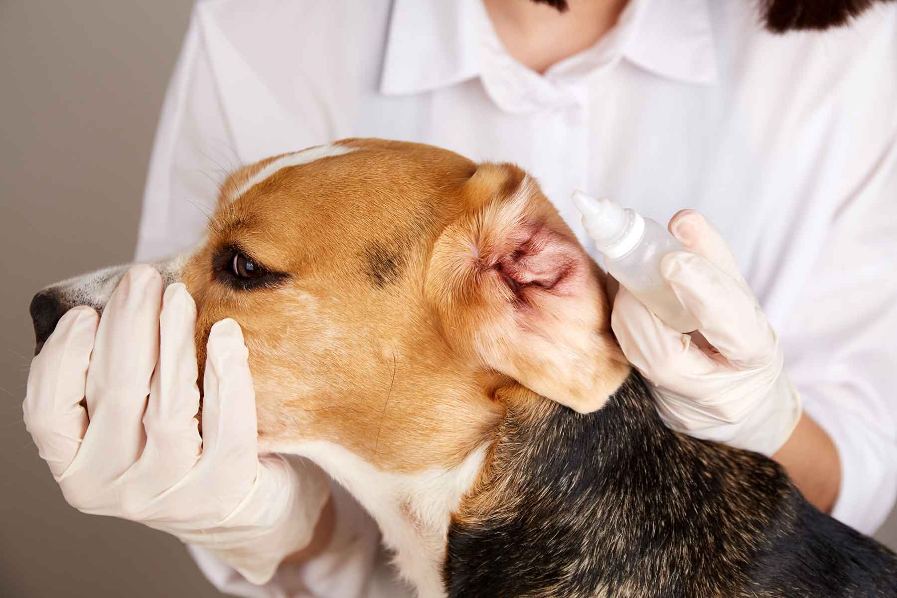 A veterinarian applying ear drops to a dog during treatment for an ear infection