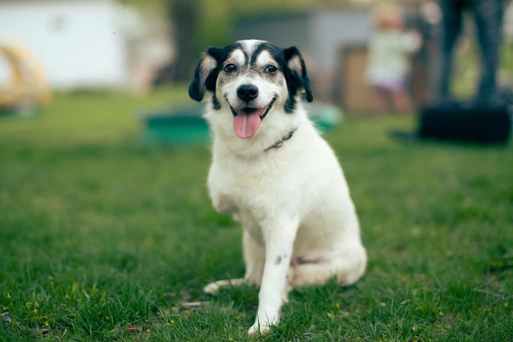 A cheerful dog with an amputated leg posing for a photo A cheerful dog with an amputated leg posing for a photo