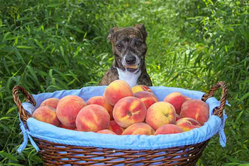 Can dogs eat peaches?