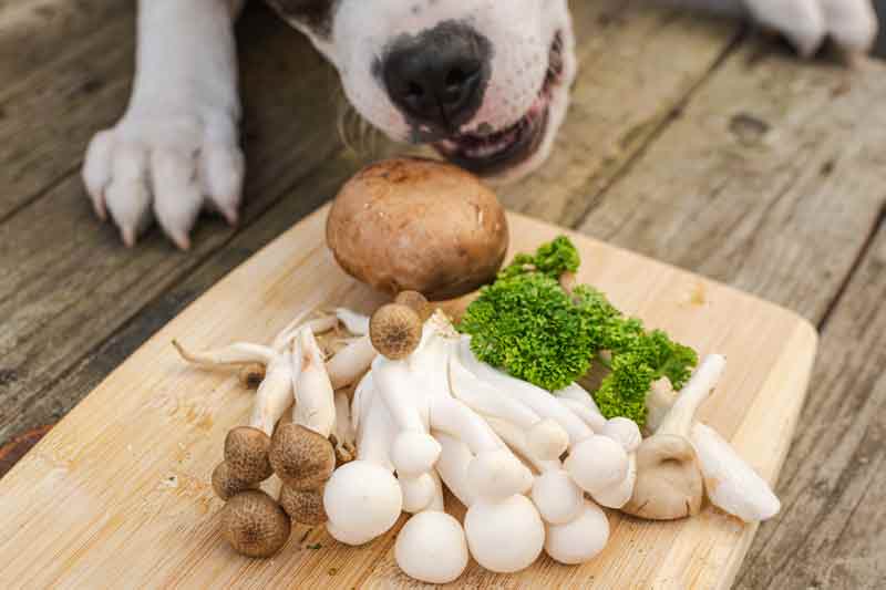 Can dogs eat mushrooms?