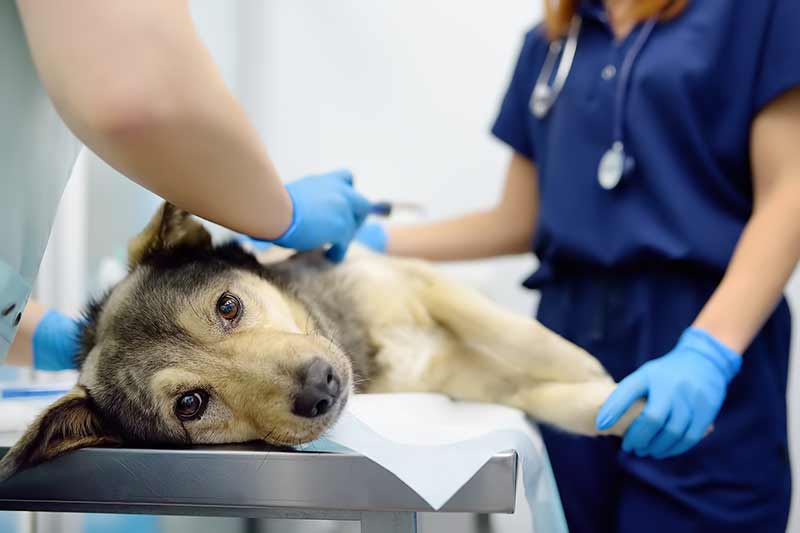 Dog splenectomy cost