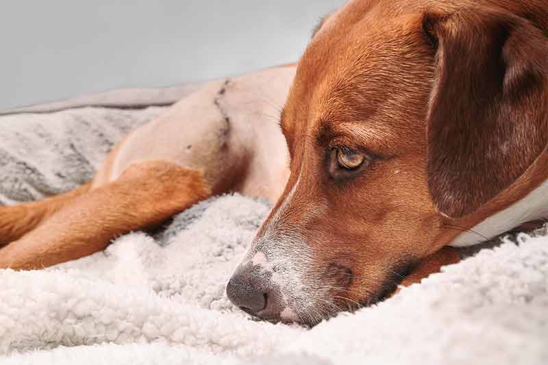 Dog stitches cost
