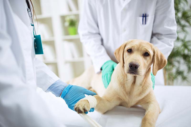 Dog surgery cost