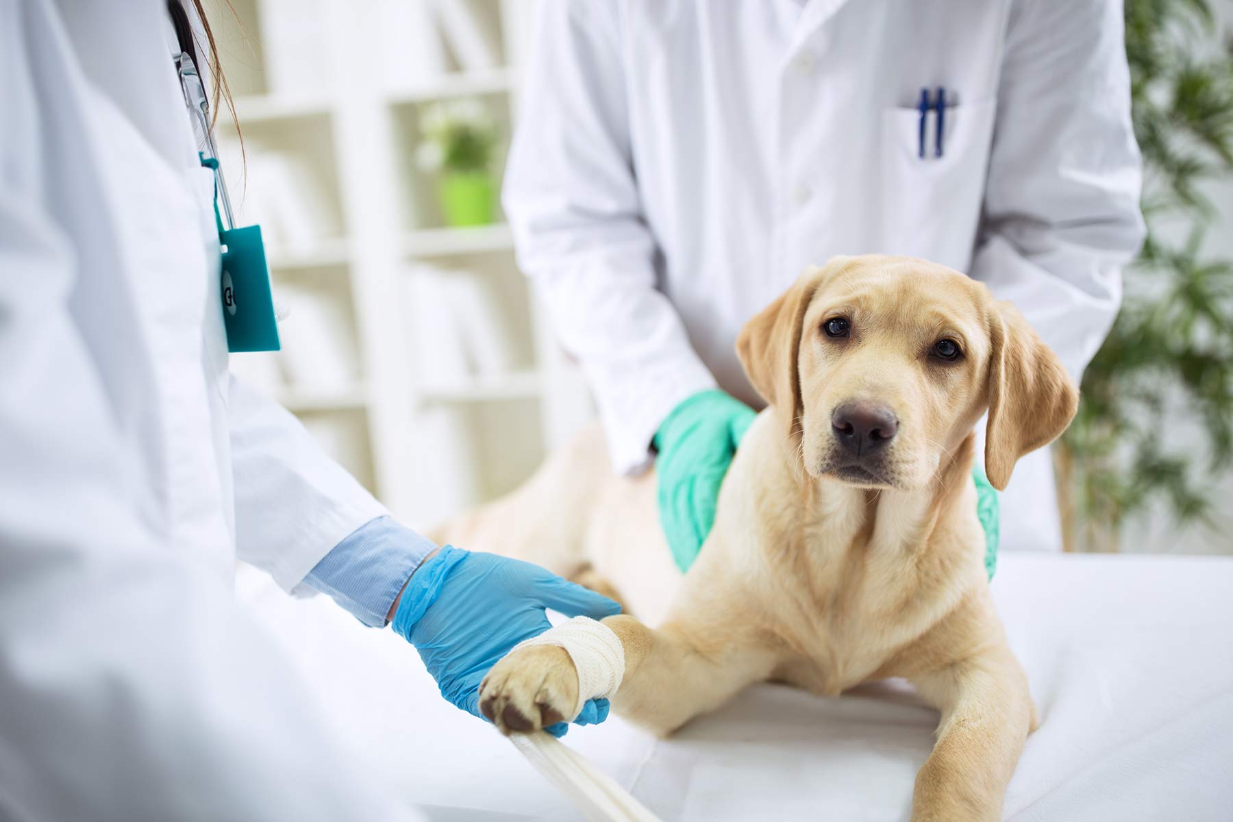 Veterinarians preparing a dog for medical procedure or surgery