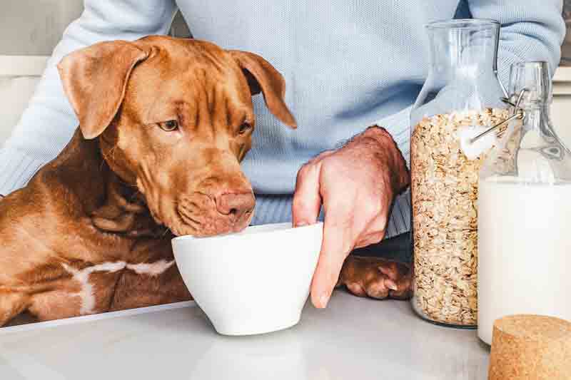 Can dogs eat oatmeal?