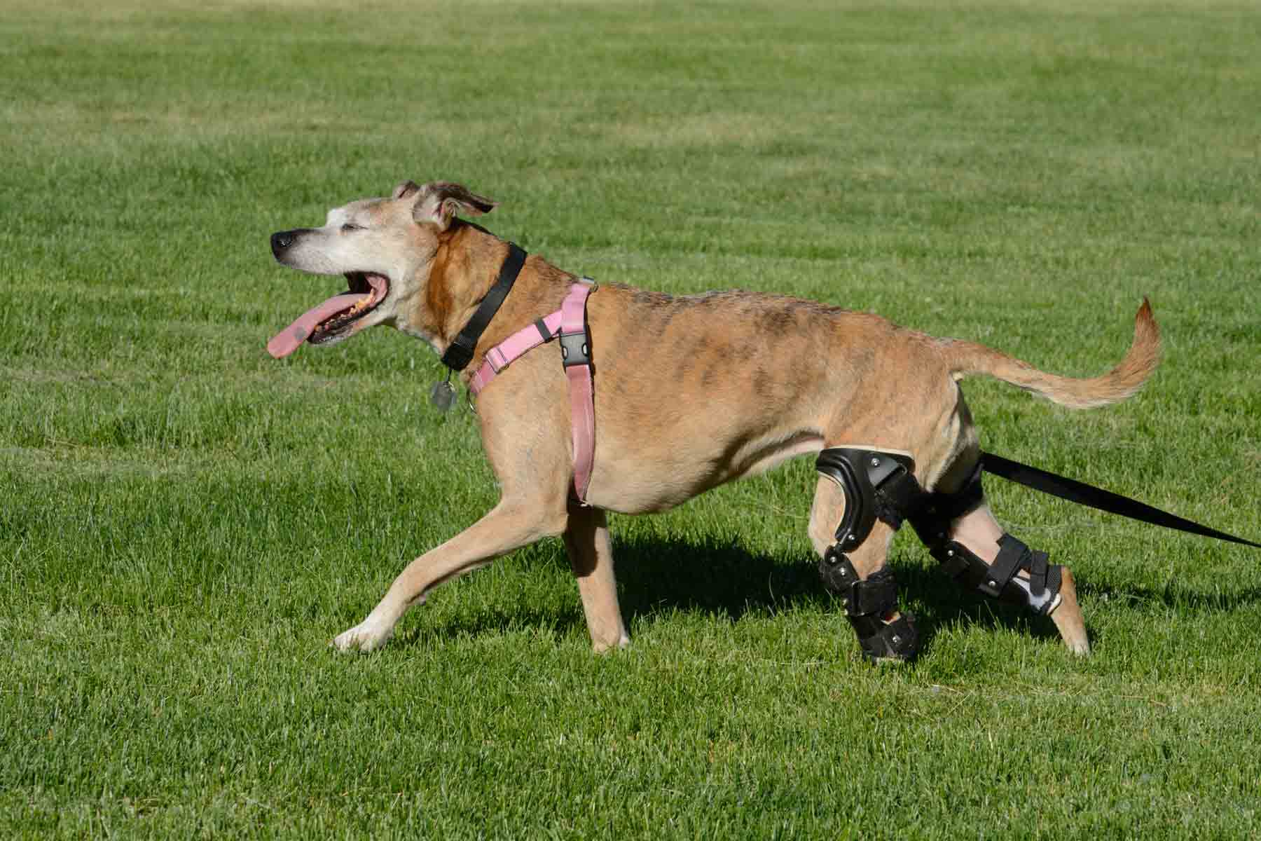 A dog with orthotic braces on both rear legs for CCL injuries