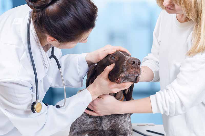 Entropion surgery for dogs cost