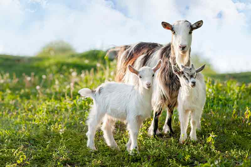 How much does a goat cost?