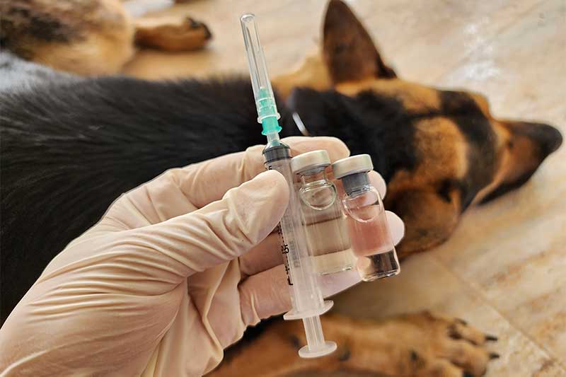 Leptospirosis vaccine cost