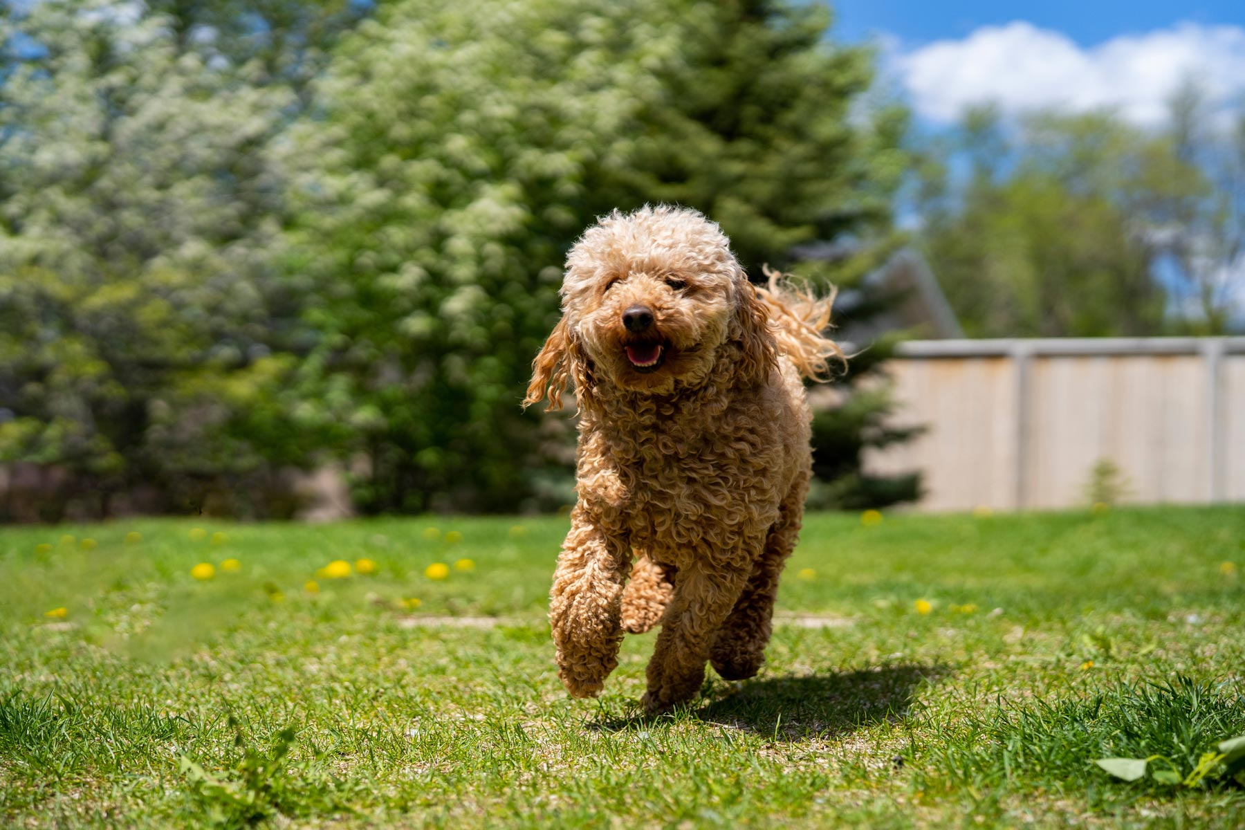 Happy toy poodle trotting in the grass in a fenced backyard