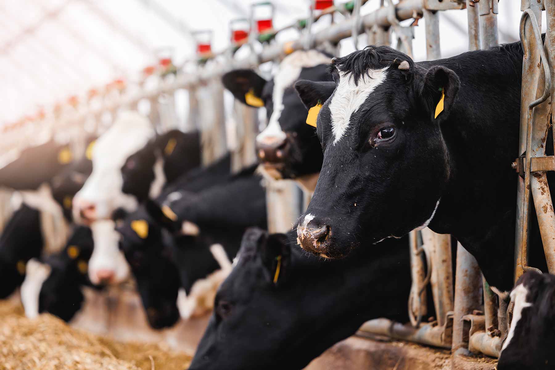 Holstein cows lined up for feeding in a modern farm Holstein cows lined up for feeding in a modern farm
