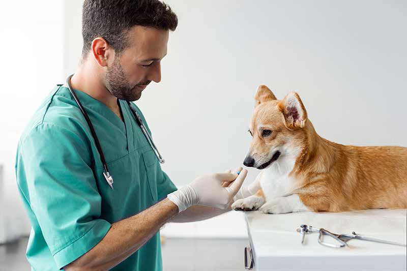 How much Benadryl can I give my dog?