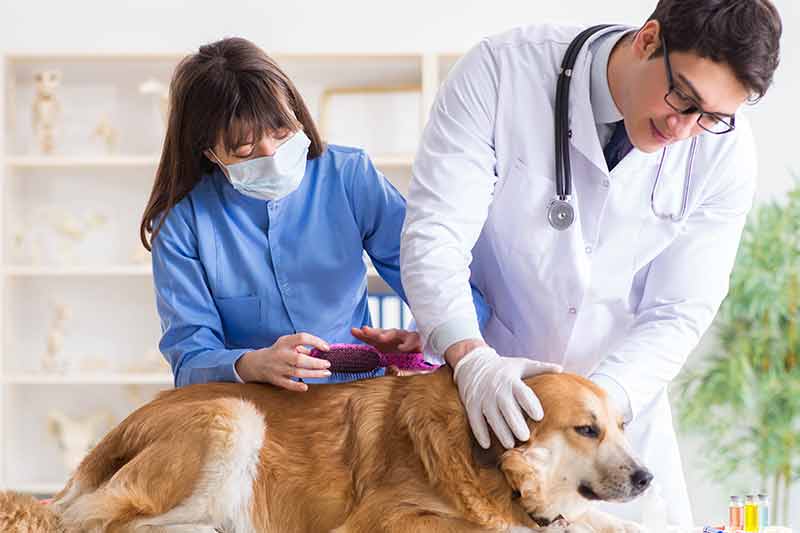 How to become a vet assistant