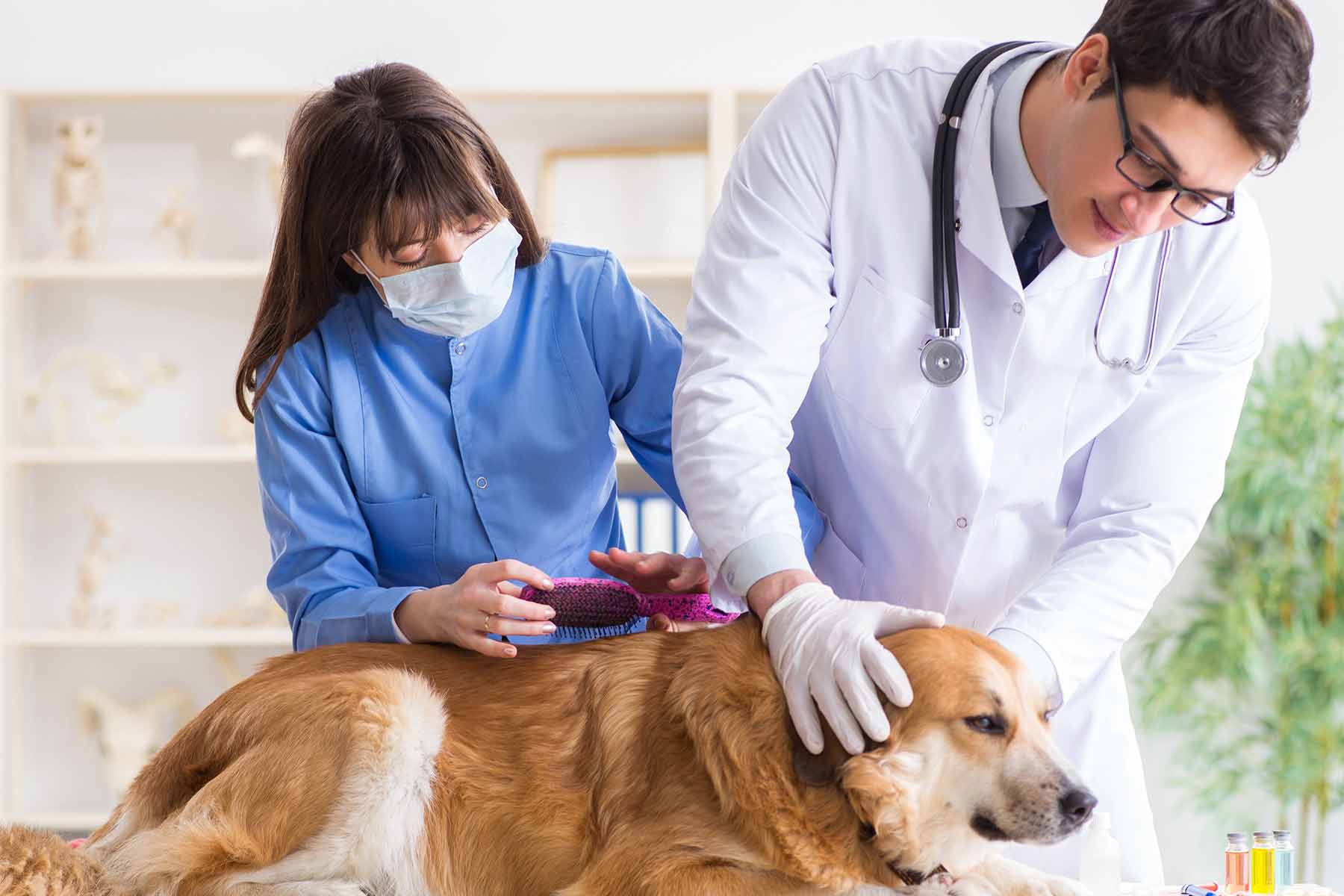 A vet assistant and a veterinarian checking up a golden retriever in the clinic