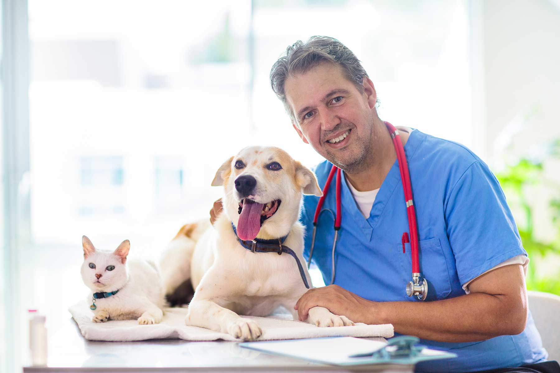 A smiling veterinarian in a clinic beside a dog and a cat for a check-up
