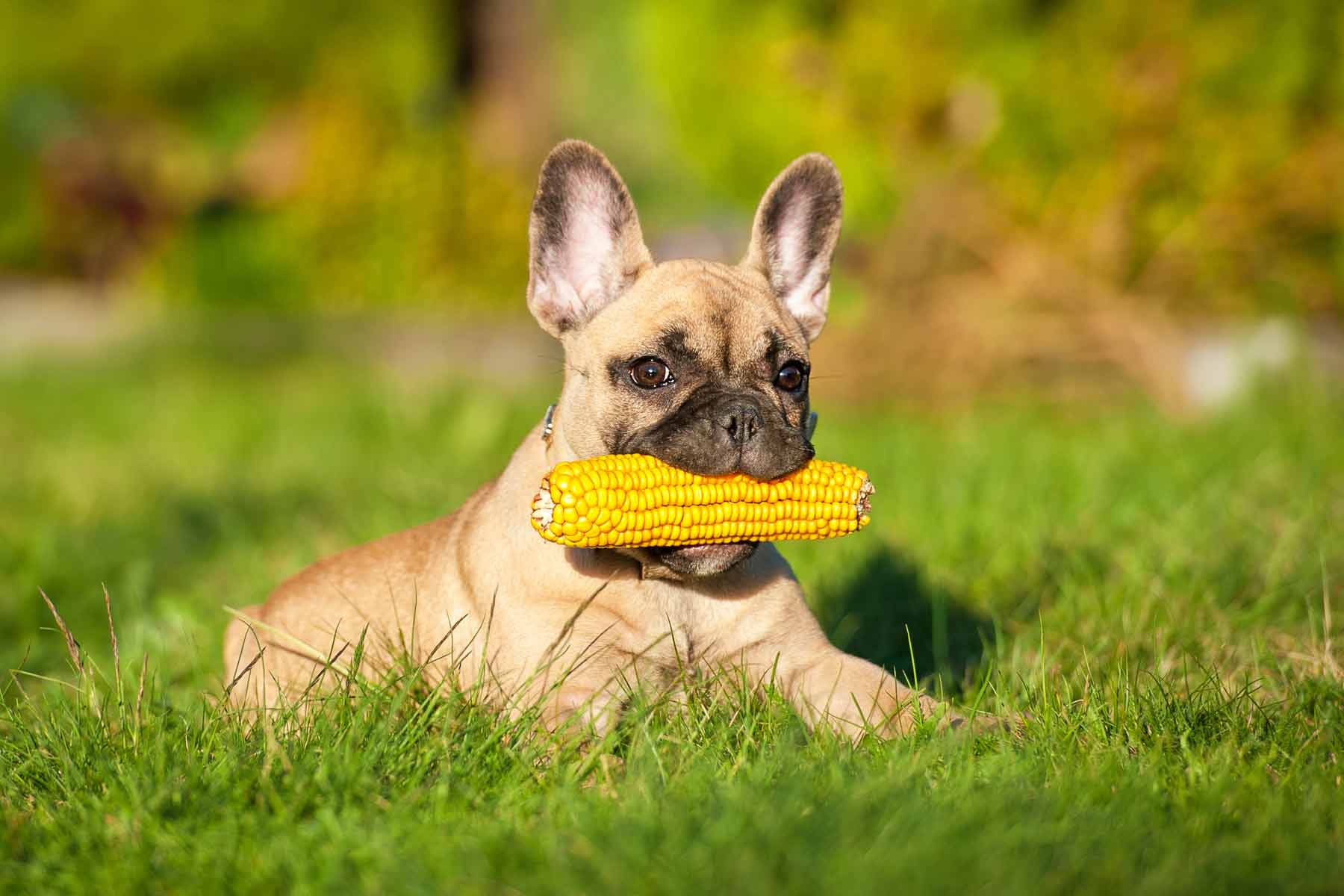A pug dog eating corn on the cob while lying in the grass A pug dog eating corn on the cob while lying in the grass