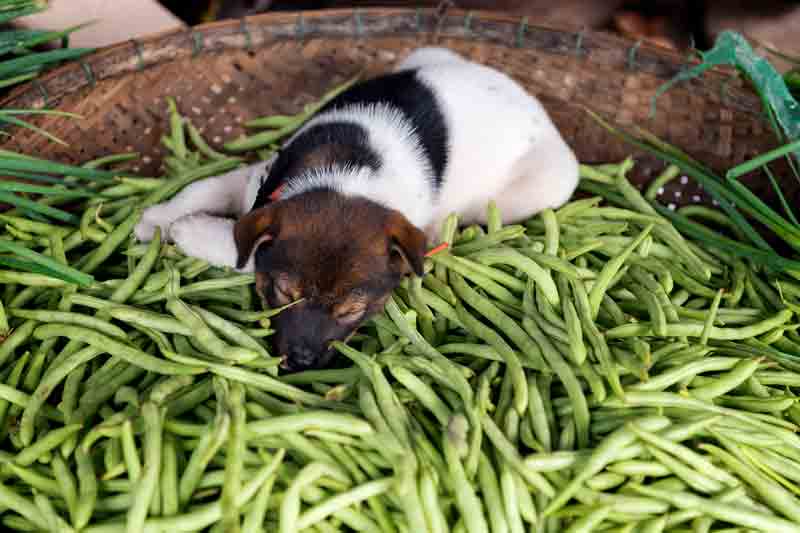 Can dogs eat beans?