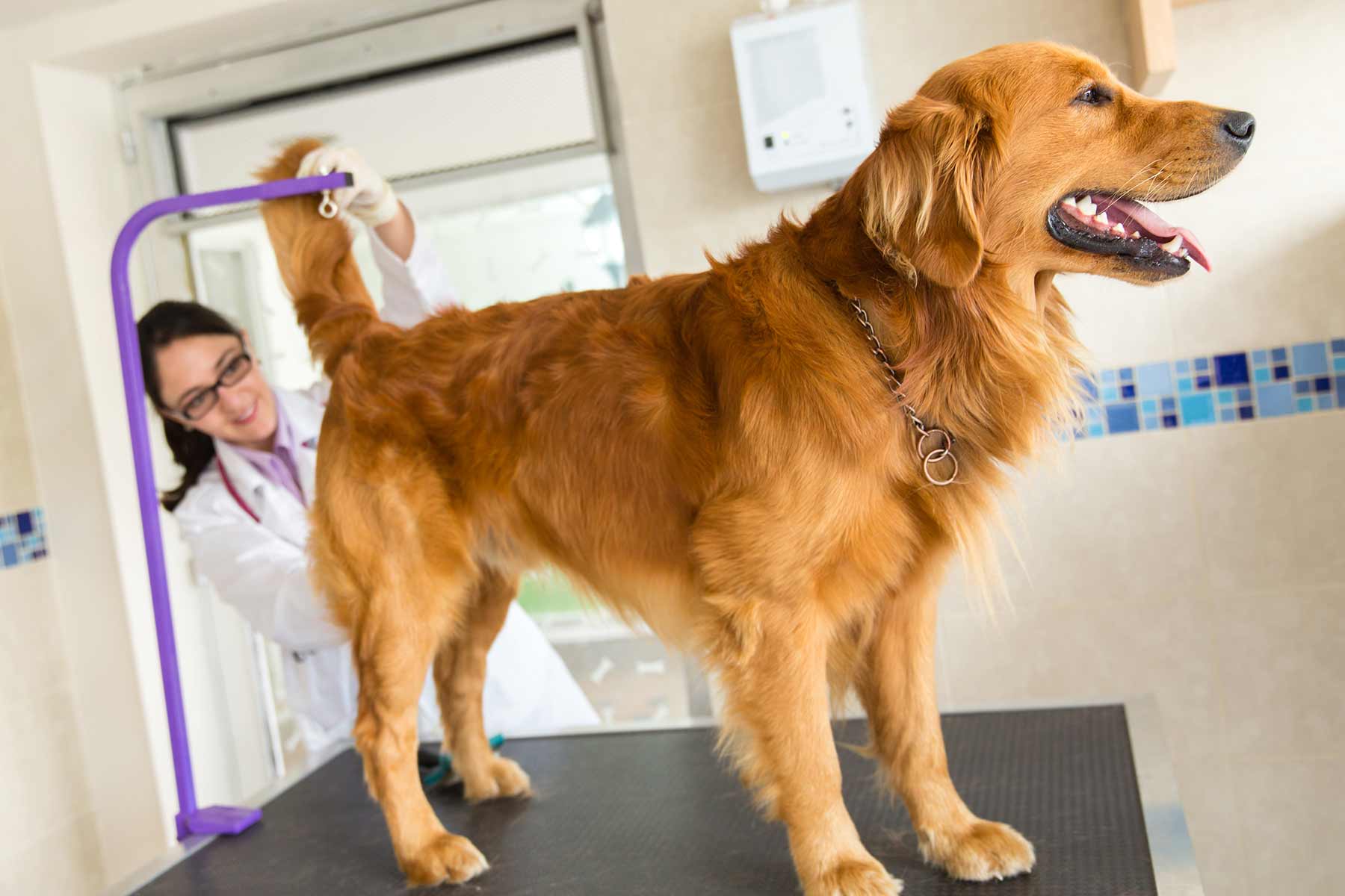 Veterinarian performing dog anal gland expression on golden retriever Veterinarian performing dog anal gland expression on golden retriever