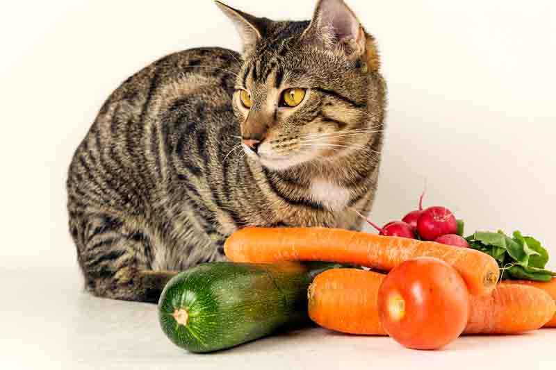 What vegetables can cats eat?